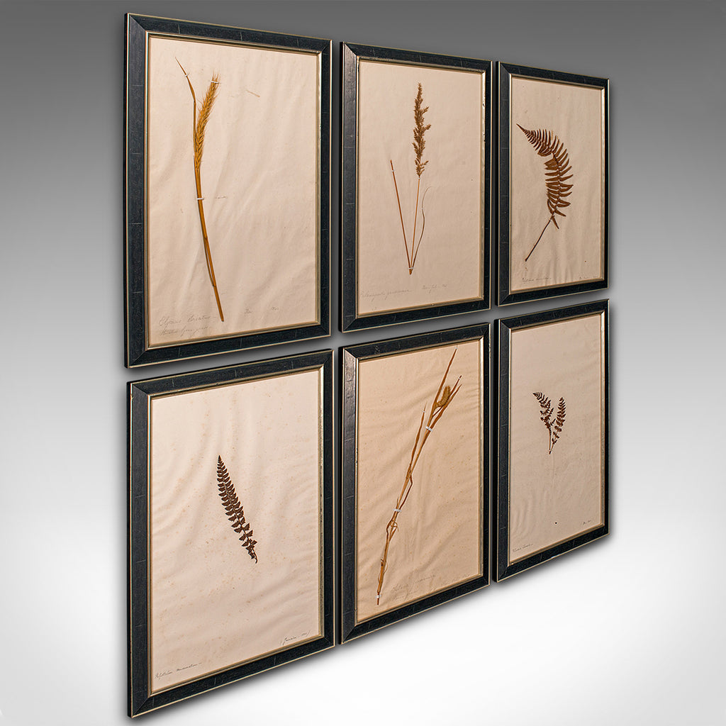 Set of 6 Antique Framed Botanist's Specimens, English, Dried Plants, Victorian