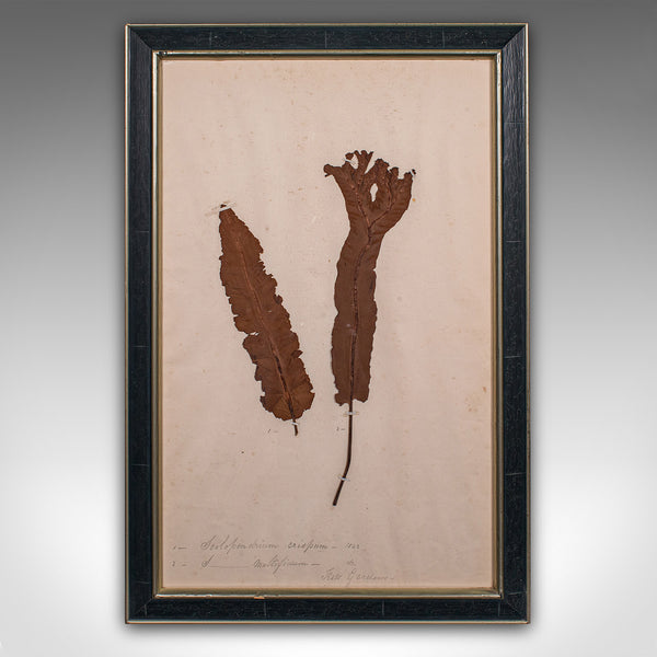 Set Of 6 Antique Botanist's Specimens, English, Framed, Dried Grasses, Victorian