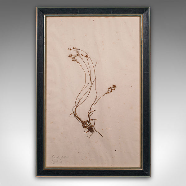 Set Of 6 Antique Botanist's Specimens, English, Framed, Dried Grasses, Victorian