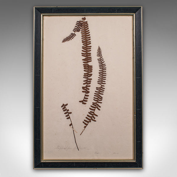 Set Of 6 Antique Botanist's Specimens, English, Framed, Dried Grasses, Victorian