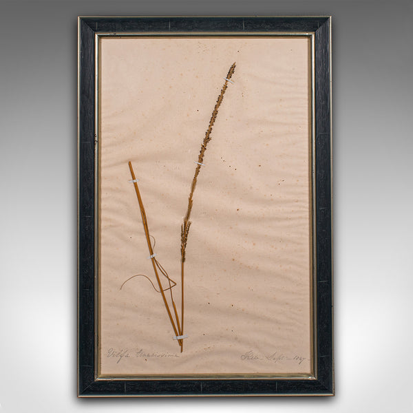Set Of 6 Antique Botanist's Specimens, English, Framed, Dried Grasses, Victorian