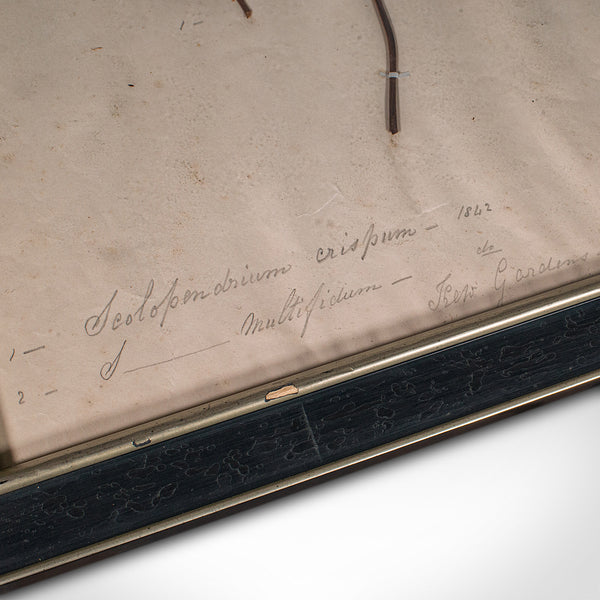 Set Of 6 Antique Botanist's Specimens, English, Framed, Dried Grasses, Victorian