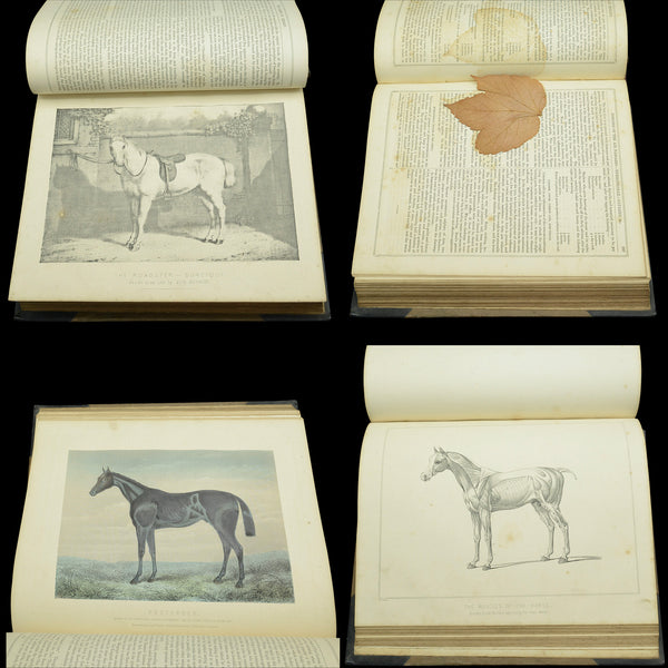 Antique Book Modern Practical Farriery, WJ Miles, English Language, Circa 1900