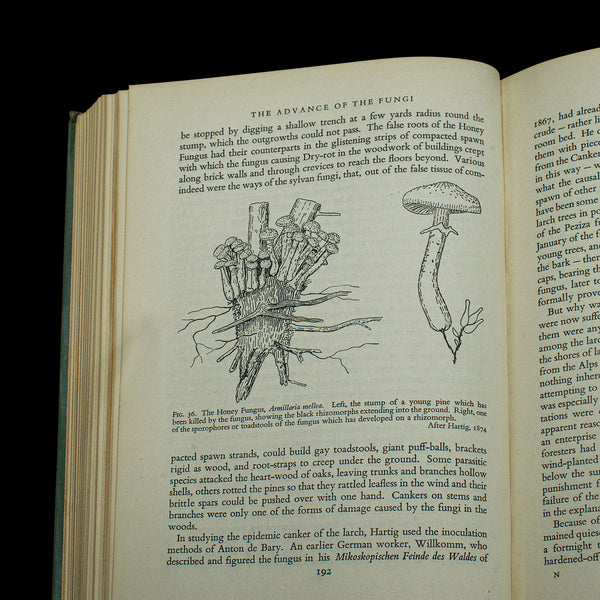 Vintage Books, Fungi Interest, English Language, Biology, Reference, Scientific
