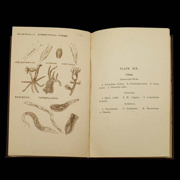 Set of 3 Antique Biology Interest Books, English Scientific Reference, Victorian