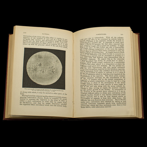 Set of 3 Antique Biology Interest Books, English Scientific Reference, Victorian