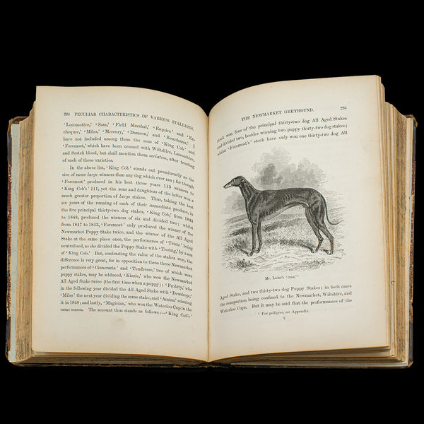 Antique Reference Book, The Greyhound, English, Illustrated Guide, Victorian