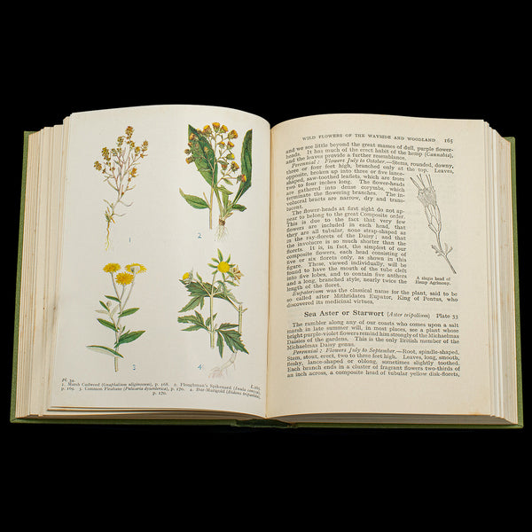 Vintage Reference Book, Wild Flowers of the Wayside, English, Botanical Guide