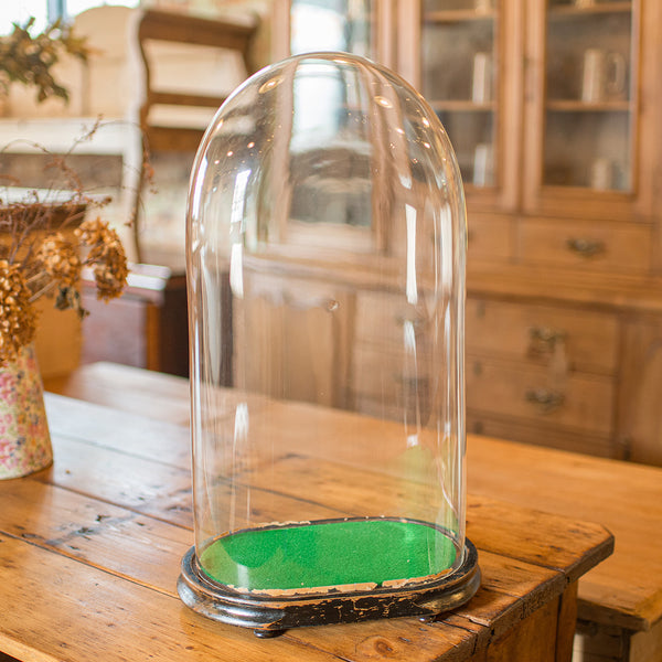 Large Antique Botany Display Dome, English, Glass, Specimen Showcase, Victorian