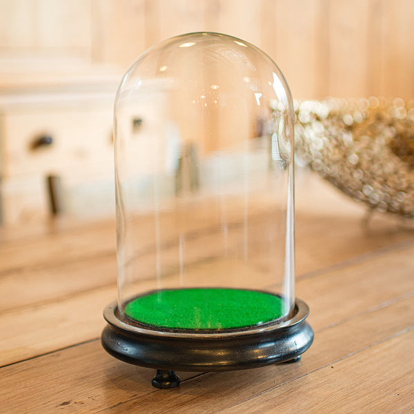 Small Antique Display Dome, English, Taxidermy, Specimen, Showcase, Victorian