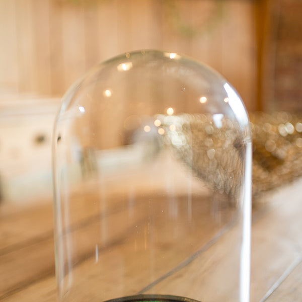 Small Antique Display Dome, English, Taxidermy, Specimen, Showcase, Victorian