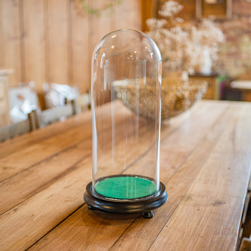 Antique Collector's Dome, English, Glass, Taxidermy, Botany, Showcase, Edwardian
