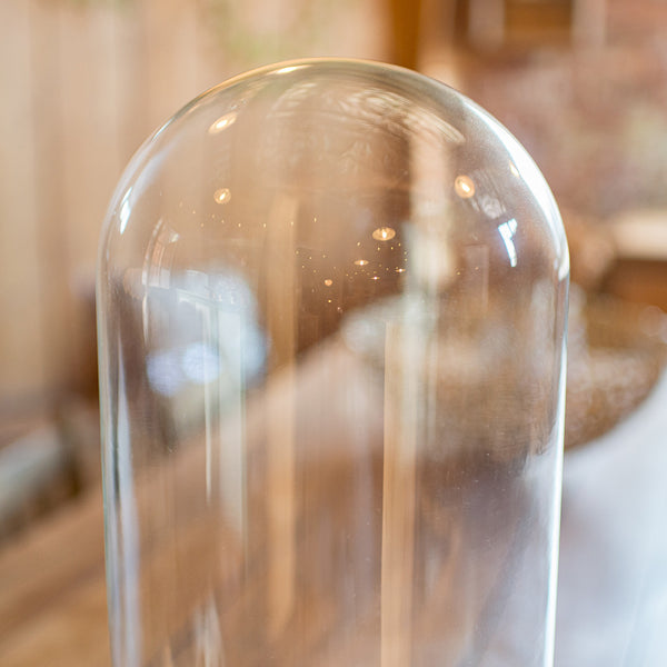Tall Victorian Antique Specimen Showcase, English Glass, Taxidermy, Display Dome