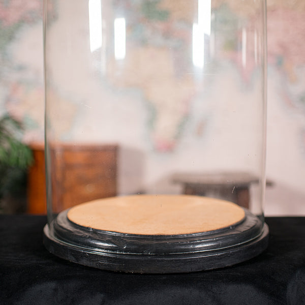 Large Antique Display Dome, English, Glass, Taxidermy Showcase, Victorian, 1850