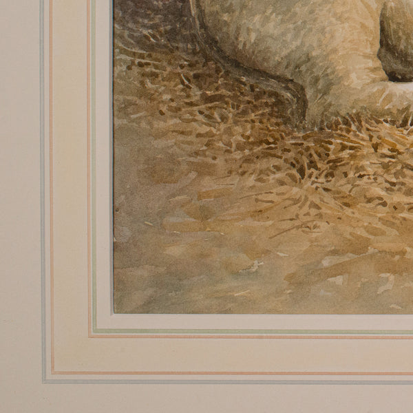 Vintage Livestock Watercolour, English, Art, Animal Painting, Farming, Picture