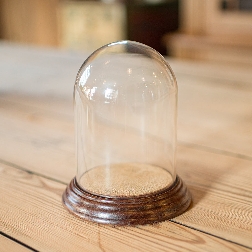 Small Antique Display Dome, English, Glass, Oak, Taxidermy, Showcase, Edwardian