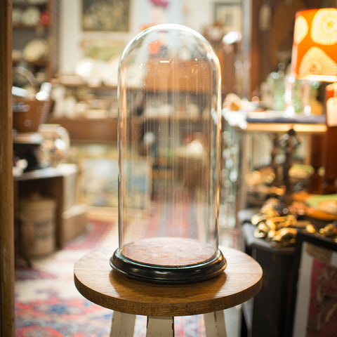 Tall Antique Specimen Dome, English, Glass, Taxidermy, Display Case, Victorian