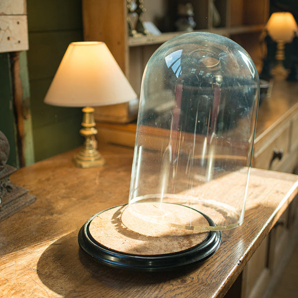 Large Antique Taxidermy Dome, English, Display Showcase, Late Victorian, C.1880