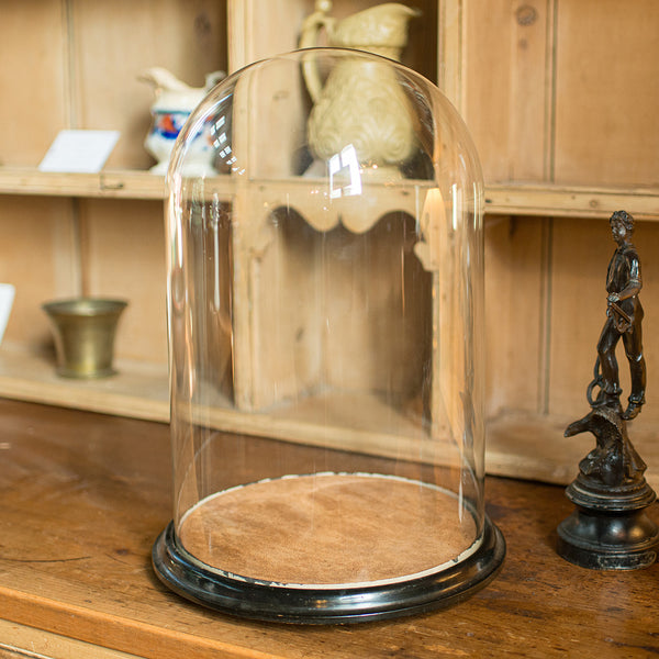 Large Antique Taxidermy Dome, English, Display Showcase, Late Victorian, C.1880