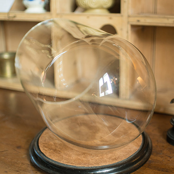 Large Antique Taxidermy Dome, English, Display Showcase, Late Victorian, C.1880