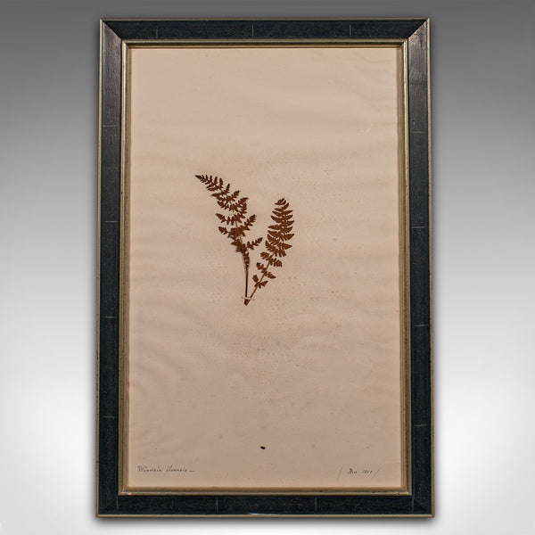 Set of 6 Antique Framed Botanist's Specimens, English, Dried Plants, Victorian