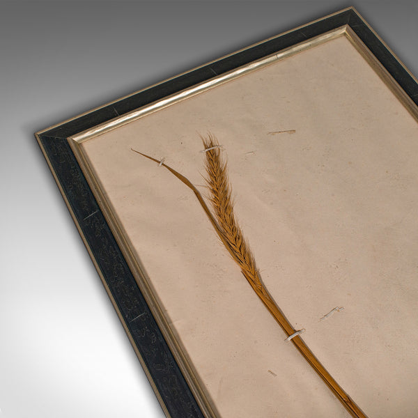Set of 6 Antique Framed Botanist's Specimens, English, Dried Plants, Victorian