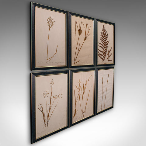 Antique Set Of 6 Botanist's Specimens, English, Framed, Dried Plants, Victorian