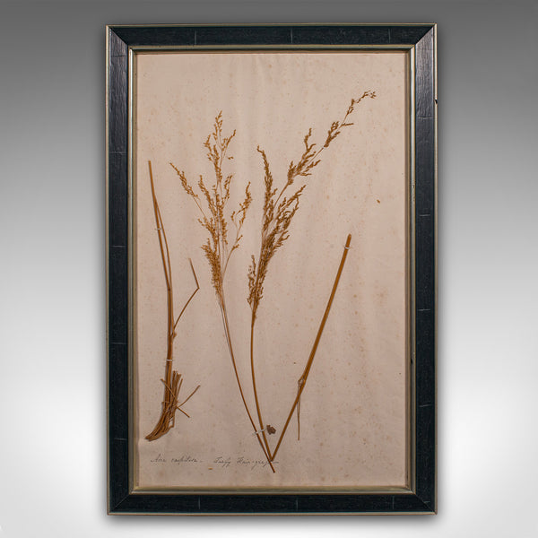 Antique Set Of 6 Botanist's Specimens, English, Framed, Dried Plants, Victorian