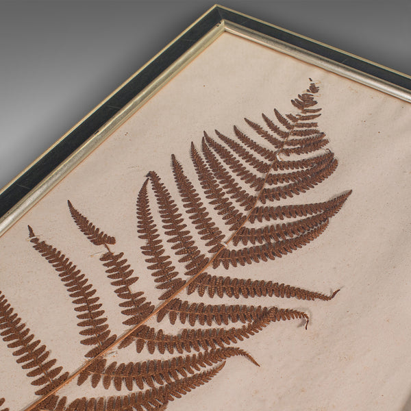 Antique Set Of 6 Botanist's Specimens, English, Framed, Dried Plants, Victorian