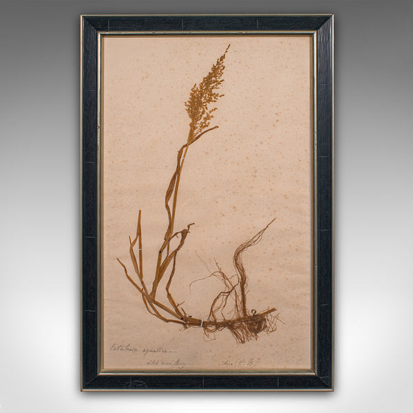 Set Of 6 Antique Botanist's Specimens, English, Framed, Dried Grasses, Victorian