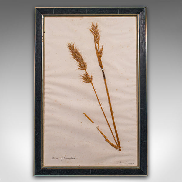 Set Of 6 Antique Botanist's Specimens, English, Framed, Dried Grasses, Victorian