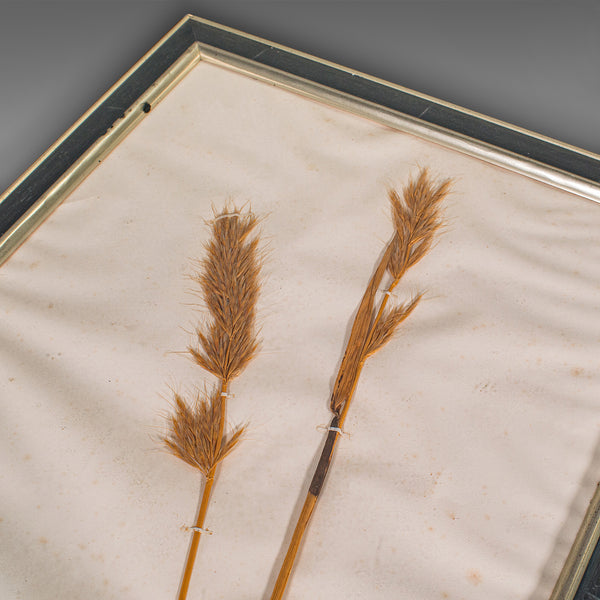 Set Of 6 Antique Botanist's Specimens, English, Framed, Dried Grasses, Victorian
