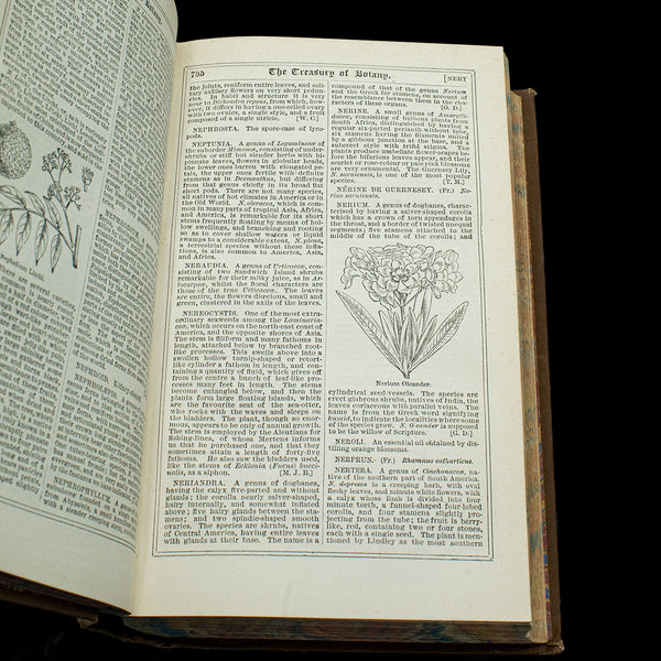 Antique Treasury Of Botany, Vol 1&2, English Language, Reference Book, Victorian