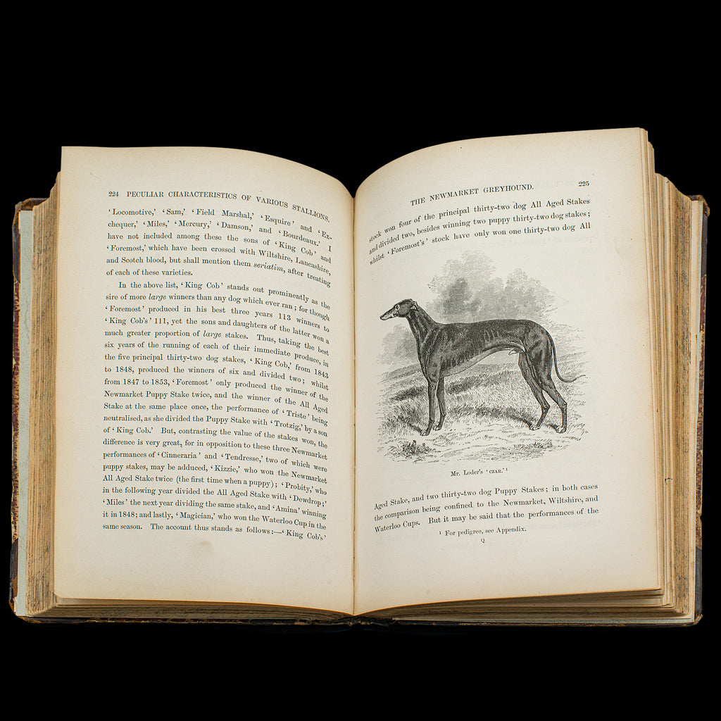 Greyhound Ref Antique Reference Book, The Greyhound, English, Illustrated Guide ...