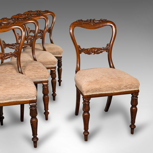 Set Of 5 Antique Dining Chairs, Scottish, Buckle Back Seat, William IV, C.1835