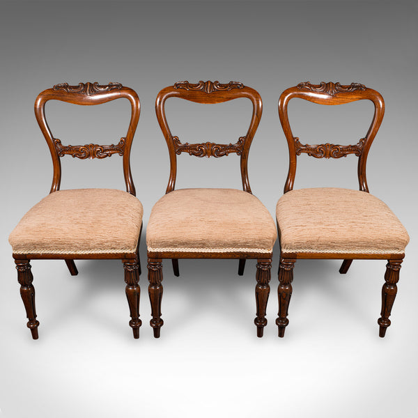 Set Of 5 Antique Dining Chairs, Scottish, Buckle Back Seat, William IV, C.1835