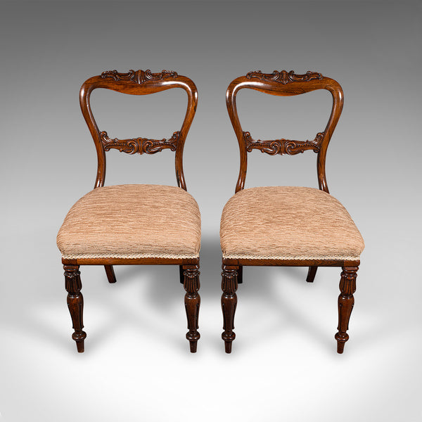 Set Of 5 Antique Dining Chairs, Scottish, Buckle Back Seat, William IV, C.1835