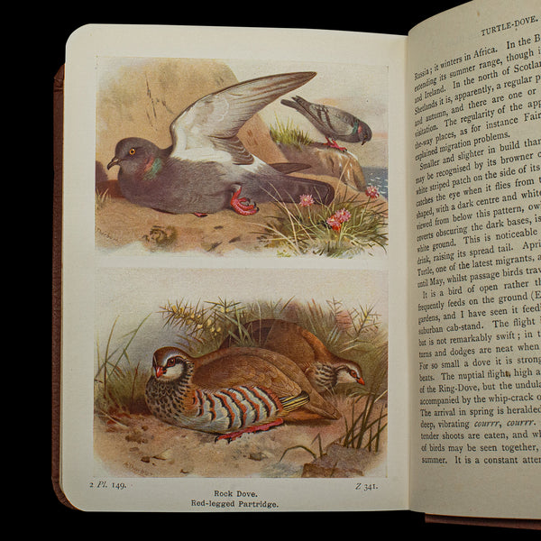 Antique Book, Birds Of The British Isles, English, Ornithology Reference, C.1920