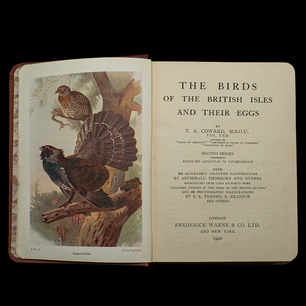 Antique Book, Birds Of The British Isles, English, Ornithology Reference, C.1920