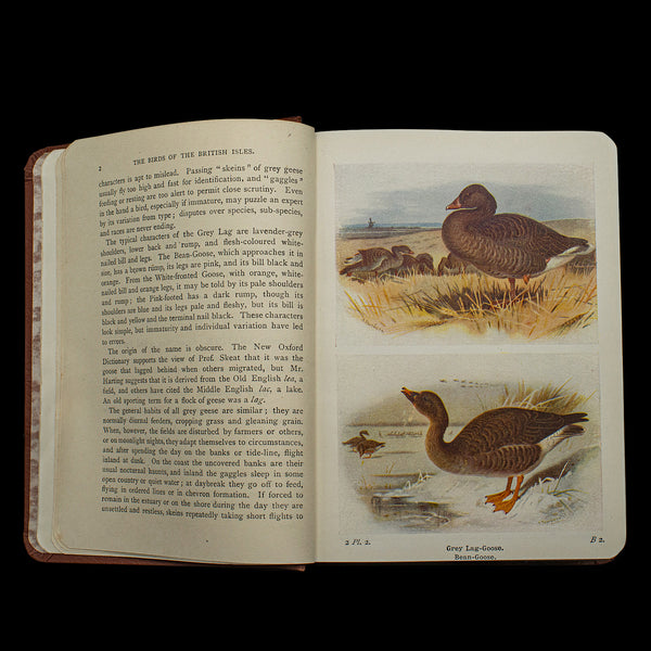 Antique Book, Birds Of The British Isles, English, Ornithology Reference, C.1920