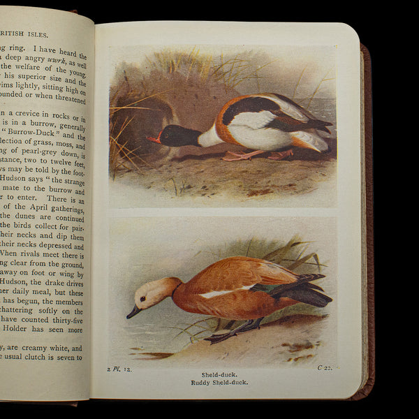Antique Book, Birds Of The British Isles, English, Ornithology Reference, C.1920