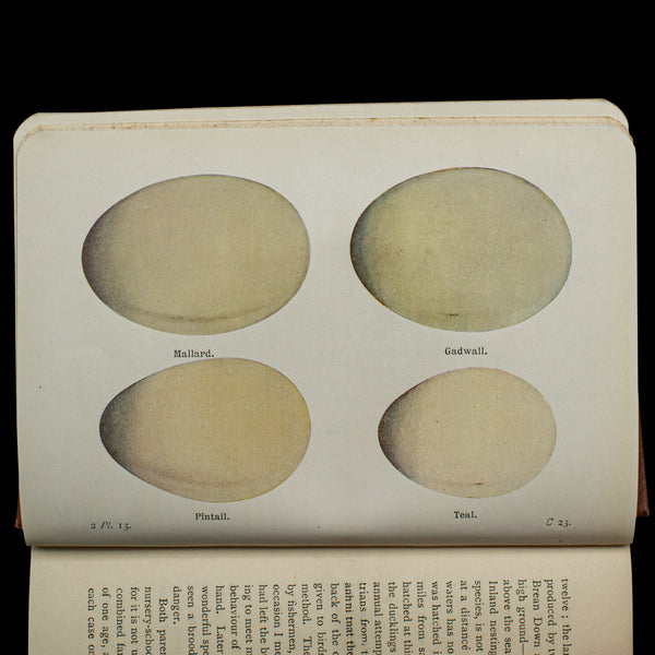 Antique Book, Birds Of The British Isles, English, Ornithology Reference, C.1920