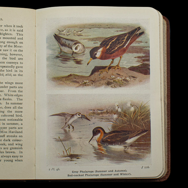 Antique Book, Birds Of The British Isles, English, Ornithology Reference, C.1920