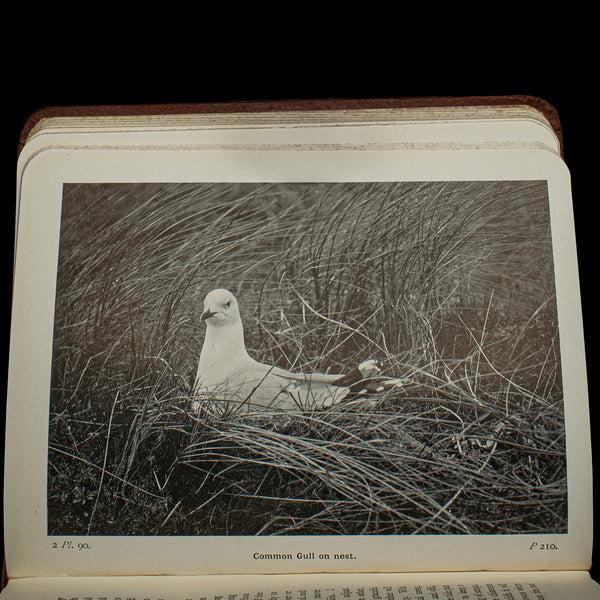 Antique Book, Birds Of The British Isles, English, Ornithology Reference, C.1920