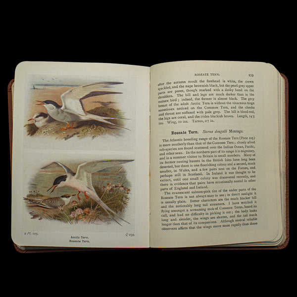 Antique Book, Birds Of The British Isles, English, Ornithology Reference, C.1920