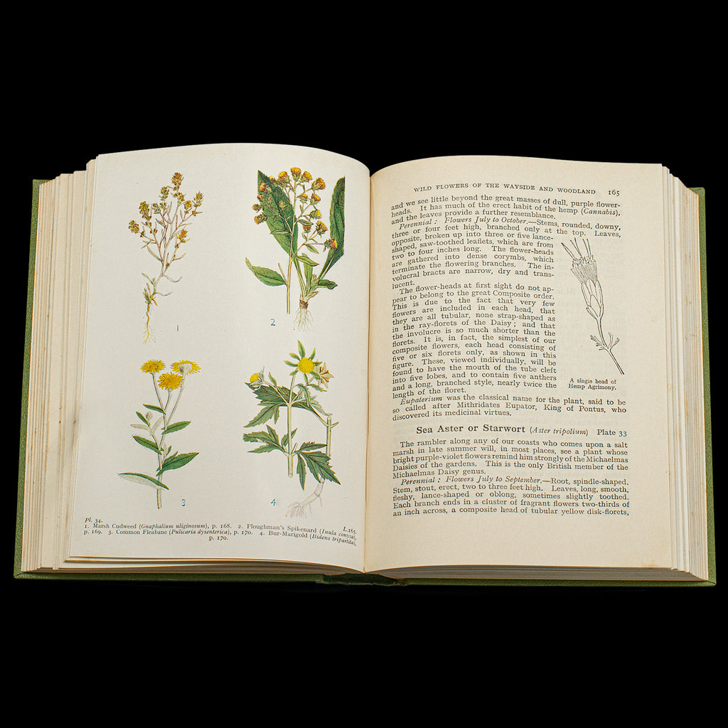 Botanical Guide Book Vintage Reference Book Wild Flowers of the Wayside, English, Botanical ...