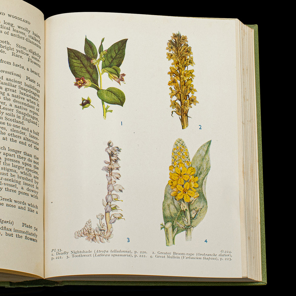 Botanical Guide Book Vintage Reference Book Wild Flowers of the Wayside, English, Botanical ...
