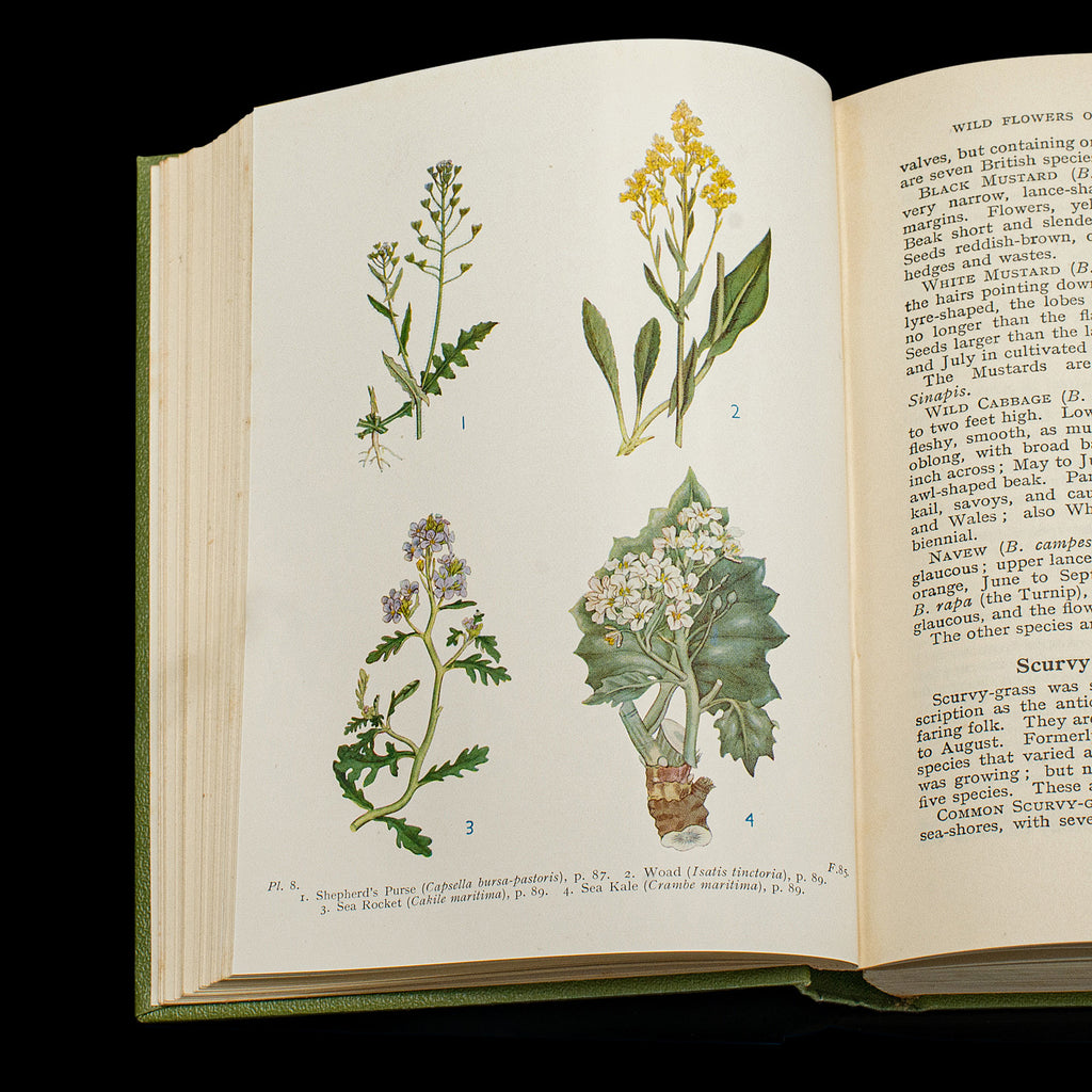 Botanical Guide Book Vintage Reference Book Wild Flowers of the Wayside, English, Botanical ...