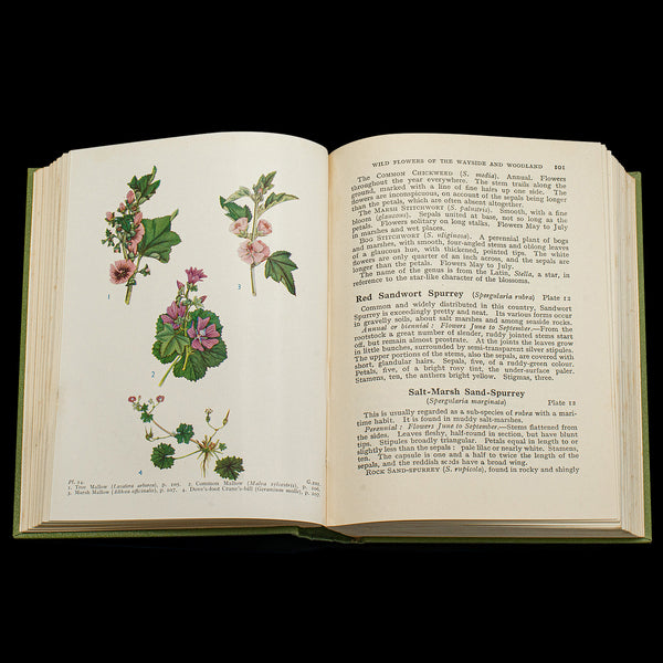 Vintage Reference Book, Wild Flowers of the Wayside, English, Botanical Guide