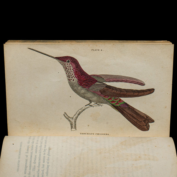 Pair Of Antique Ornithology Books, English, 2 Vols, Hummingbirds, Circa 1830